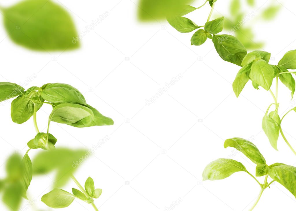 Vividly flying in the air green basil leaves isolated on white b