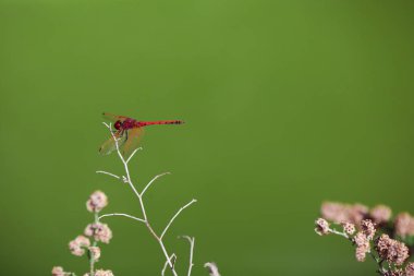 Dragon fly dal
