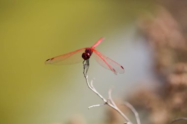 Kanarya adalarından Exoctic çiçek