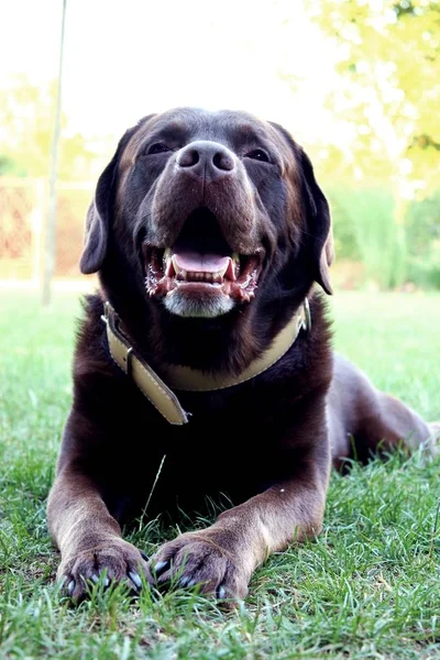 Kahverengi, yeşil çimenlerin üzerinde çikolata labrador geri almak