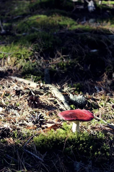 Mantarı, yenmeyen mantar