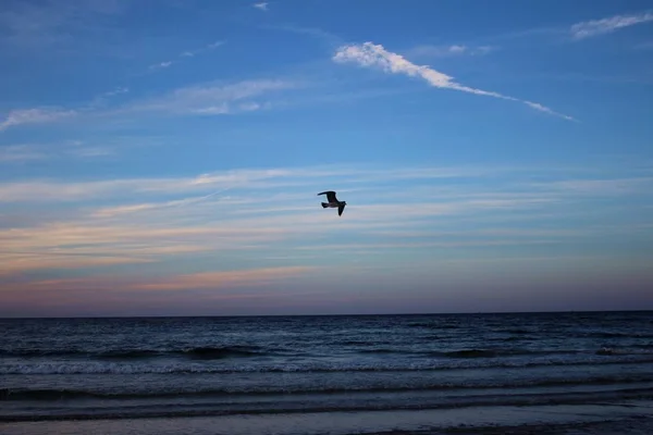 Yükselen güneşin uçan martı kuşu.
