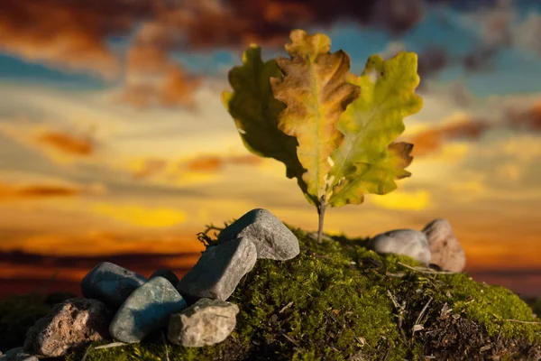 Piccola quercia fantasia con foglie secche sul muschio al tramonto — Foto Stock