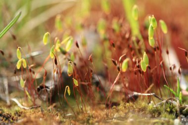 Makro dünya - küçük Derma yosun