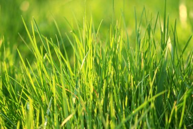 Güneş ışığı ile taze ot