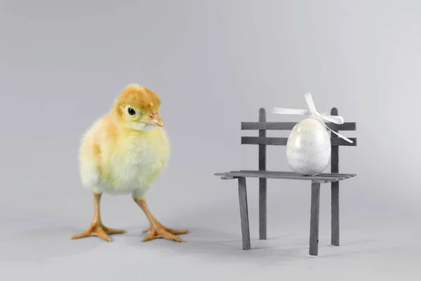 Påsk Turkiet Chick Bakgrunden — Stockfoto