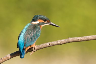 bir dal üzerinde tünemiş kingfisher 
