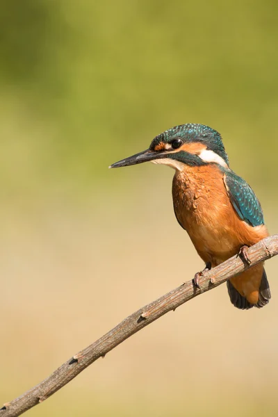 Eisvogel hockt auf einem Ast — Stockfoto