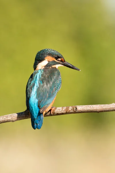 Bir dal üzerinde tünemiş kingfisher — Stok fotoğraf