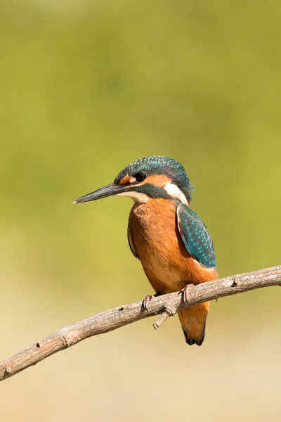 Kingfisher empoleirado em um ramo — Fotografia de Stock