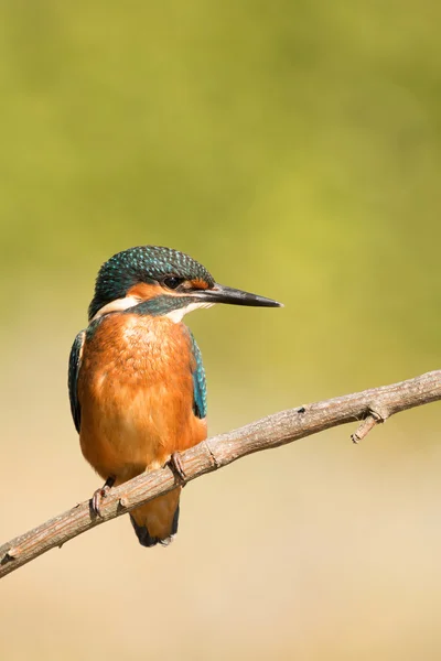 Kingfisher perché sur une branche — Photo