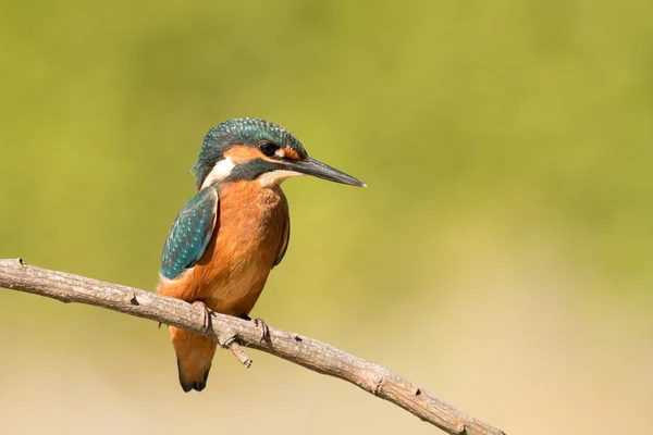 Kingfisher empoleirado em um ramo — Fotografia de Stock