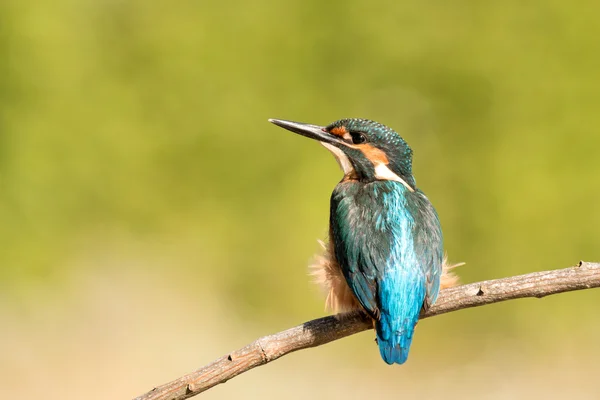 Bir dal üzerinde tünemiş kingfisher — Stok fotoğraf