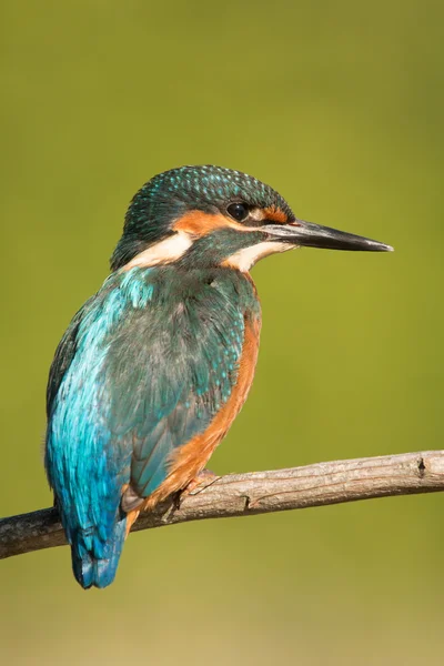 Bir dal üzerinde tünemiş kingfisher — Stok fotoğraf