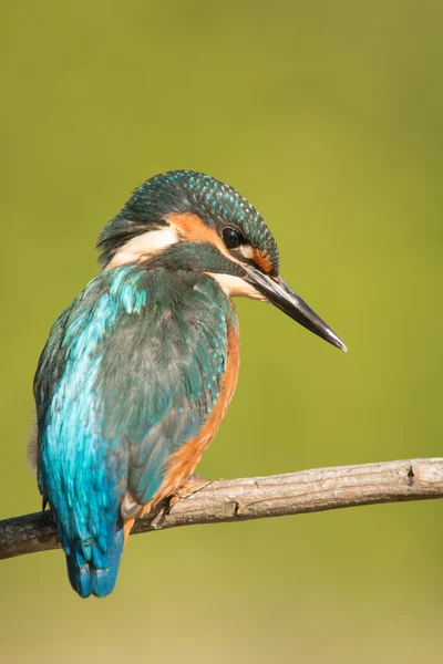 Kingfisher posado en una rama — Foto de Stock