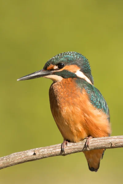 Kingfisher posado en una rama — Foto de Stock