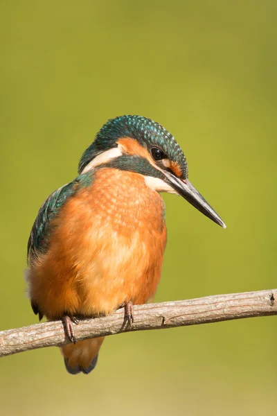 Kingfisher posado en una rama — Foto de Stock