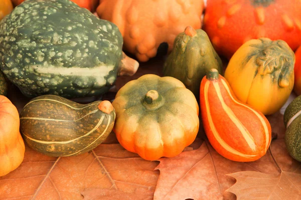 Harvest pumpkins on brown autumn leaves — Stock Photo, Image