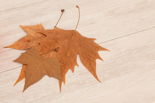 Trockenes Herbstlaub — Stockfoto