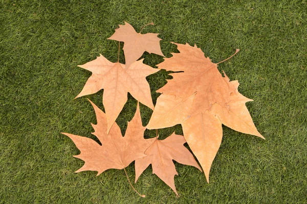 Осенние сухие листья на зеленой траве — стоковое фото
