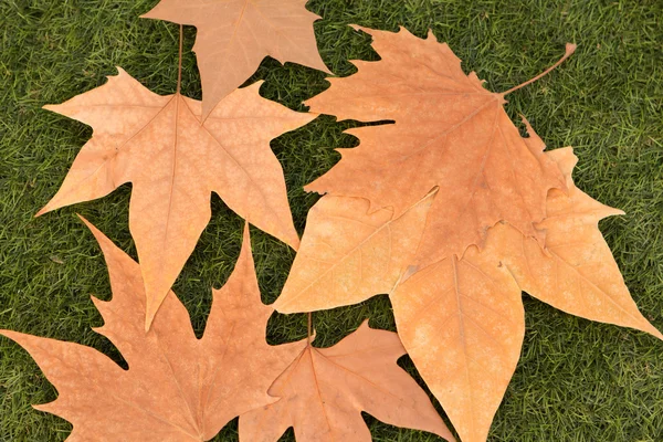 Droge Herfstbladeren op het groene gras — Stockfoto