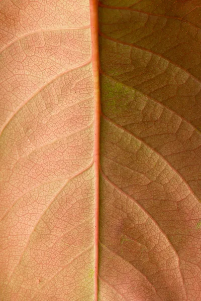 Macro di una foglia secca — Foto Stock