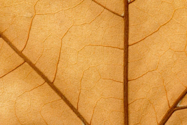 Macro van een droog blad — Stockfoto