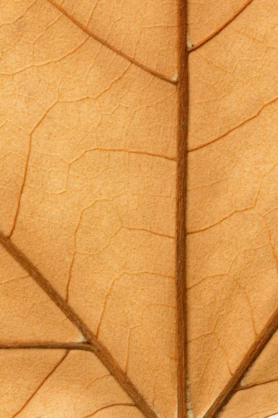 Macro of a dry leaf — Stock Photo, Image