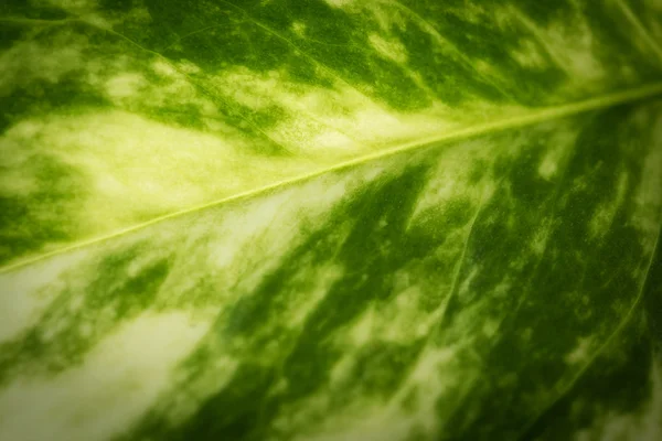 Detail van een groen blad — Stockfoto