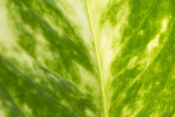 Detalhe de uma folha verde — Fotografia de Stock