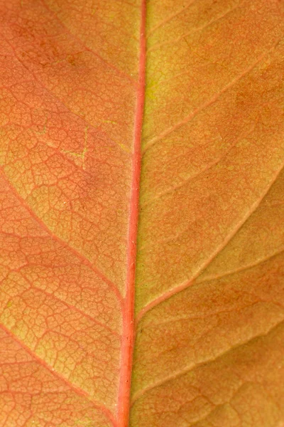 Macro de uma folha seca — Fotografia de Stock