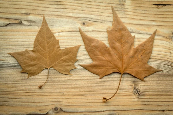 Makro von zwei trockenen Blättern im Herbst — Stockfoto