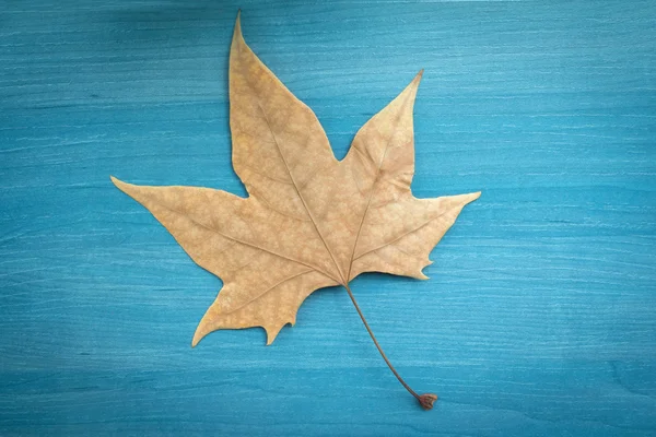 Dry leaf on blue wooden — Stock Photo, Image