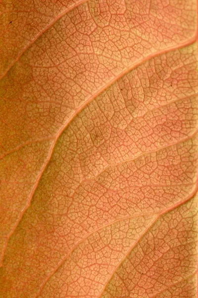 Macro of a dry leaf — Stock Photo, Image