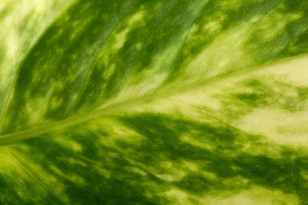 Détail d'une feuille verte — Photo