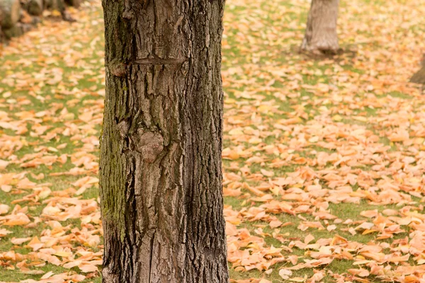 Parque de otoño lleno de hojas amarillas — Foto de Stock