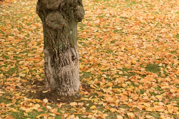 Parque de otoño lleno de hojas amarillas — Foto de Stock