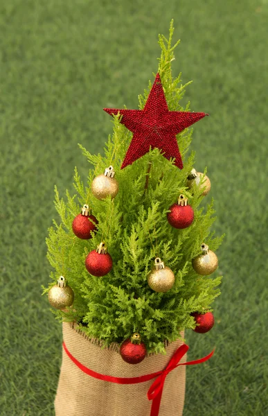 Small Christmas tree on grass — Stock fotografie