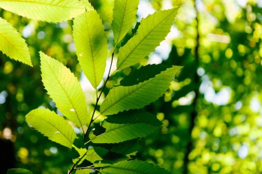 Güneşli bir günde yeşil yapraklar