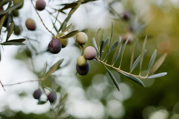 Olive branch, makró — Stock Fotó