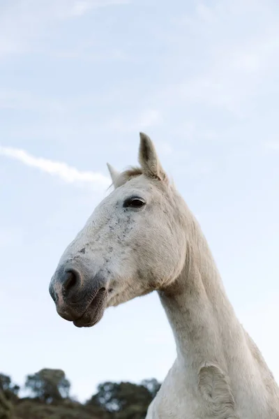 Гарний білий кінь — стокове фото