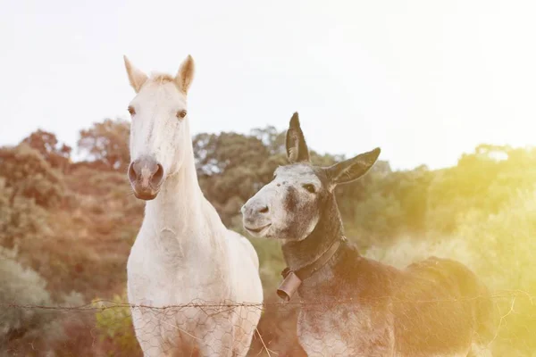 Schimmel mit grauem Esel — Stockfoto