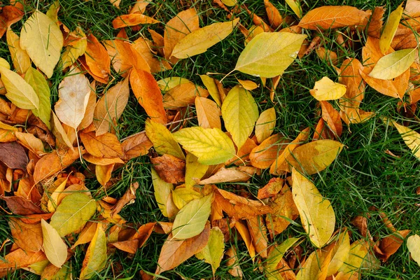 Gefallene Herbstblätter — Stockfoto