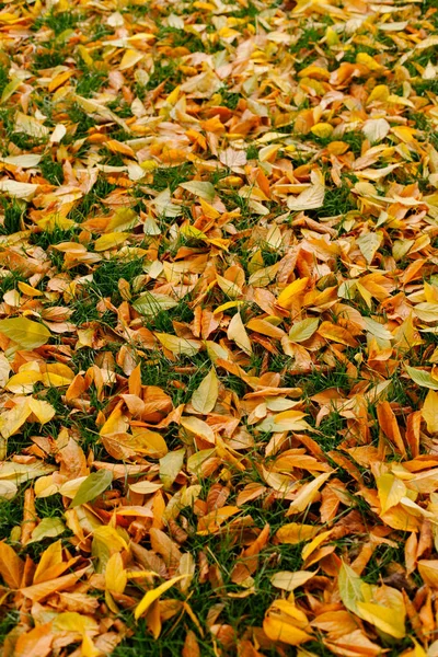 Gefallene Herbstblätter — Stockfoto