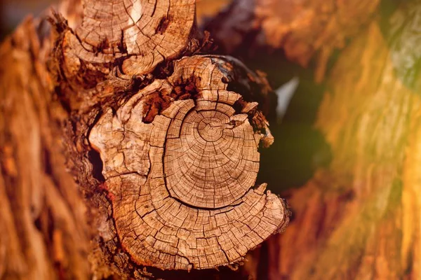 Текстура деревянной резки — стоковое фото