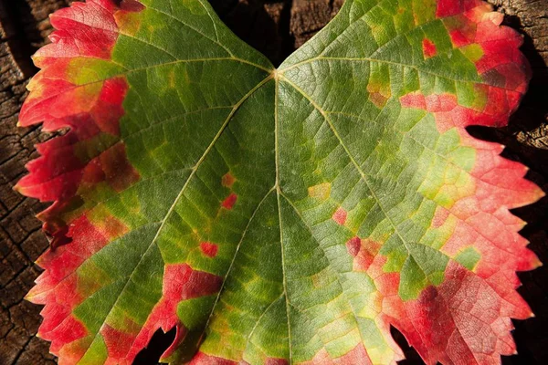 葉の色の変換 — ストック写真