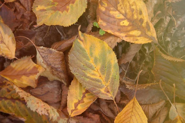 Πεσμένα φύλλα επιτόπου — Φωτογραφία Αρχείου
