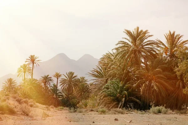 Desert place with palm trees — Stock Photo, Image
