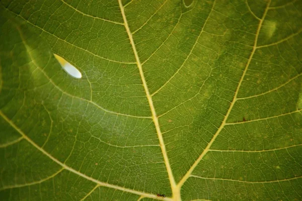 녹색 잎의 세부 사항 — 스톡 사진