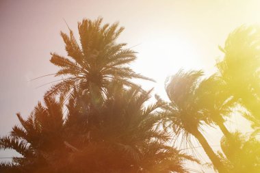 Palmiye ağaçları ile çöl yer